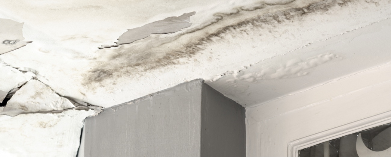 Mold Growing on Ceiling Mold Growing on Ceiling